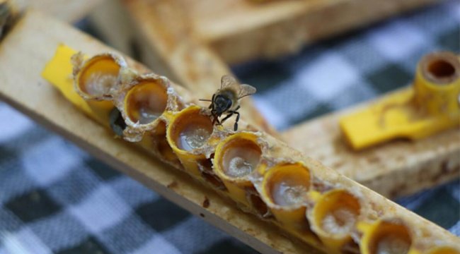 Servet değerinde: Kilosu 15 bin TL