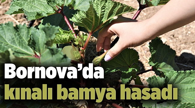 Bornova’da kınalı bamya hasadı