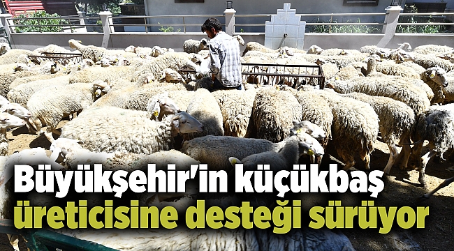 Büyükşehir'in küçükbaş üreticisine desteği sürüyor