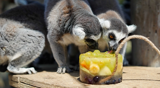 Doğal Yaşam Parkı’nda iştah açan buzlu menü