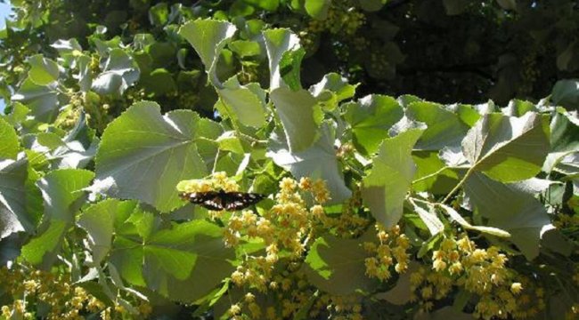 Ihlamurdan ekonomiye 2 milyon dolarlık katkı