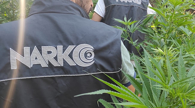 İzmir&#039;de uyuşturucu tacirlerinin tarlasına baskın