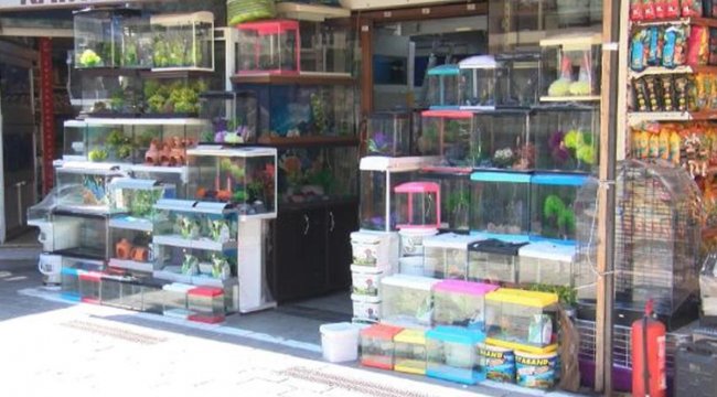'Petshoplar kasaplar odasına bağlandı' tartışması: Yanlış anlaşıldı