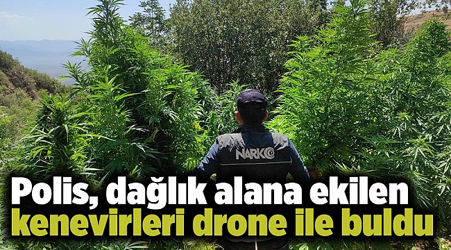 Polis, dağlık alana ekilen kenevirleri dron ile buldu