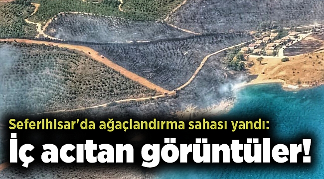 Seferihisar'da ağaçlandırma sahası yandı: İç acıtan görüntüler!