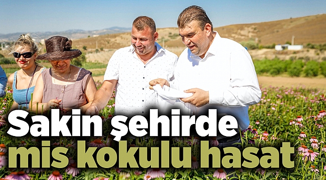 Seferihisar'da mis kokulu hasat