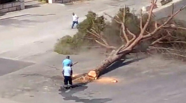 Ağaç kesimi tartışmasında Büyükşehir'den tepkilere yanıt