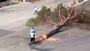 Ağaç kesimi tartışmasında Büyükşehir'den tepkilere yanıt