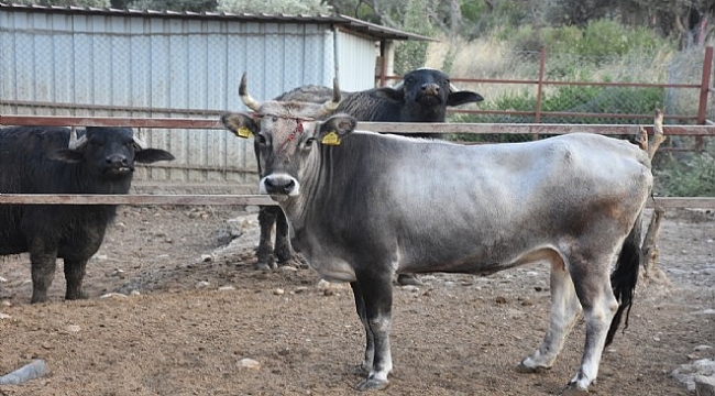 Bir can daha kurban olmaktan kurtuldu... Ferdinand'a arkadaş Reyhan!