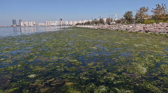 Deniz marulundan hidrojen ürettiler