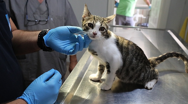 Narlıdere'de can dostlara özel ilgi