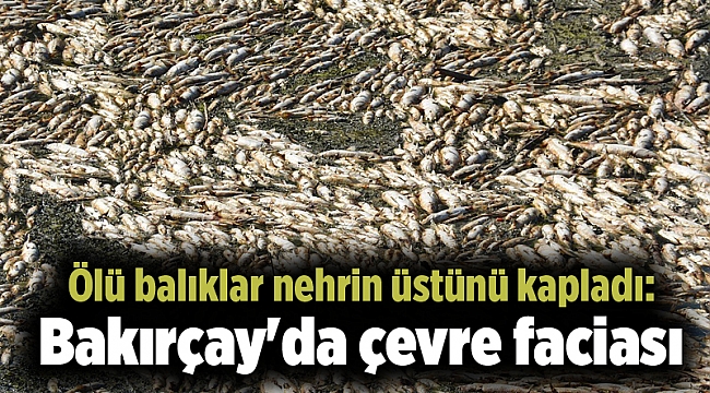 Ölü balıklar nehrin üstünü kapladı: Bakırçay'da çevre faciası