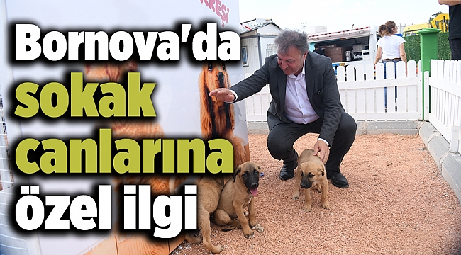 Bornova'da sokak canlarına özel ilgi