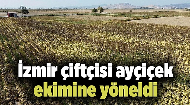 İzmir çiftçisi ayçiçek ekimine yöneldi