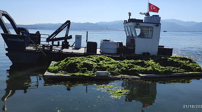 Körfez’de oluşan deniz marulları temizleniyor