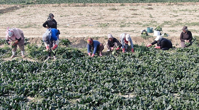 Yağmur yağmazsa ıspanakta fiyat yükselecek