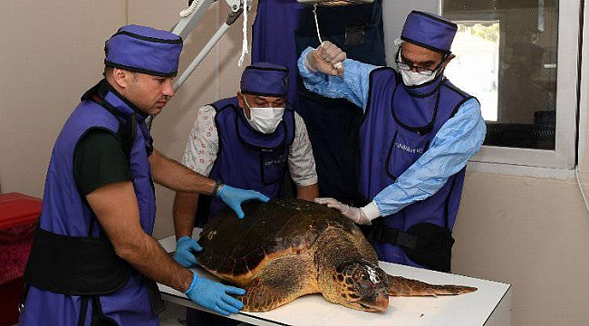 Yaralı Caretta Caretta koruma altında