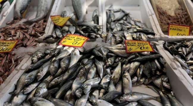 Çinekop bollaştı, fiyatı düştü