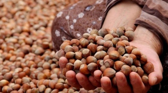 Fındık fiyatları yükselişe geçti