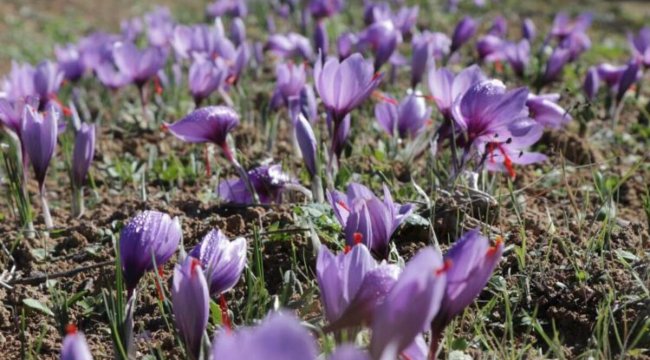 Güneşli hava verimi artırdı! 45 günde 4 milyonluk hasat
