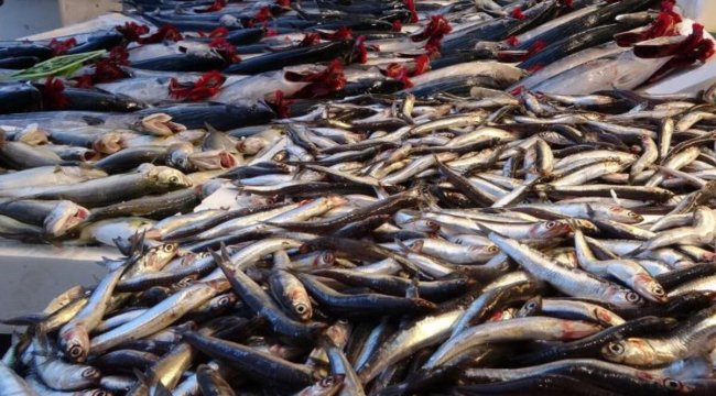 Hamsi fiyatları geriledi