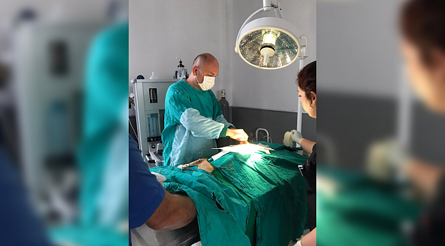 Kaza geçiren çakal başarıyla ameliyat edildi