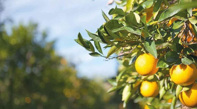 TPAO’dan kiralık narenciye bahçesi