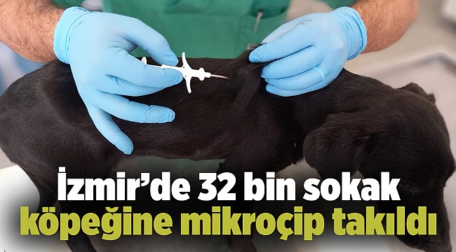 İzmir’de 32 bin sokak köpeğine mikroçip takıldı