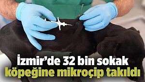 İzmir’de 32 bin sokak köpeğine mikroçip takıldı