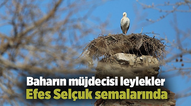 Baharın müjdecisi leylekler Efes Selçuk semalarında