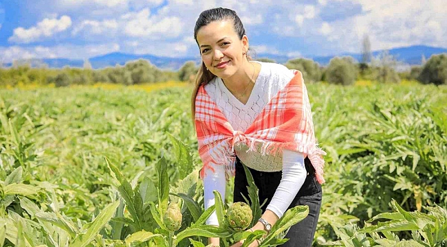 Seferihisar&#039;ın enginarları hasat ediliyor