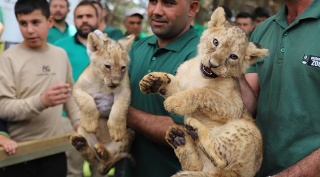 Cumhurbaşkanı Erdoğan'a hediye edilen aslanın dört yavrusu oldu