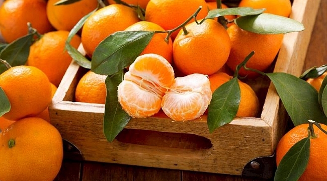 Menderes Mandalina Çiçeği Festivali'nde geri sayım