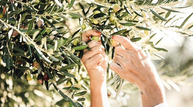 Zeytinyağında zor sezon...