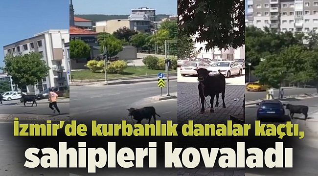 İzmir'de kurbanlık danalar kaçtı, sahipleri kovaladı