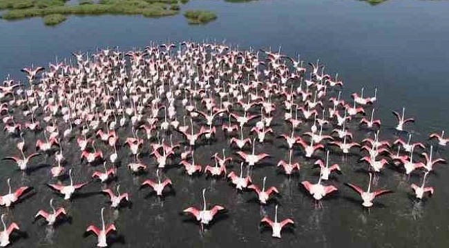 İzmir, dünya flamingo nüfusunun yüzde 10’una ev sahipliği yapıyor