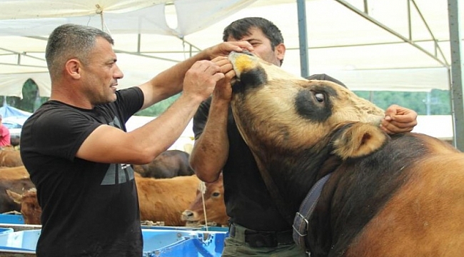 Kurbanlık büyükbaş hayvan seçerken nelere dikkat edilmeli