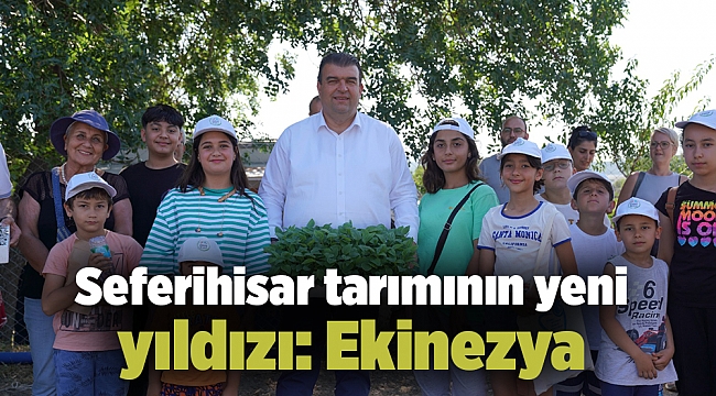 Seferihisar tarımının yeni yıldızı: Ekinezya