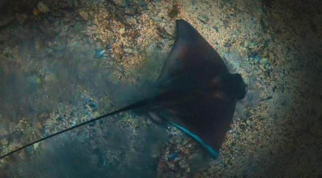 Balıklara liste! Korunmaya alınacaklar