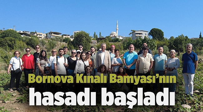 Bornova Kınalı Bamyası’nın hasadı başladı