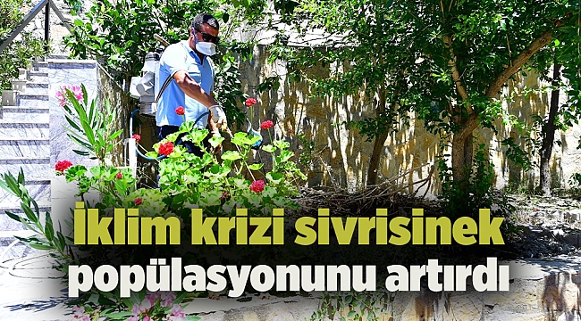 İklim krizi sivrisinek popülasyonunu artırdı