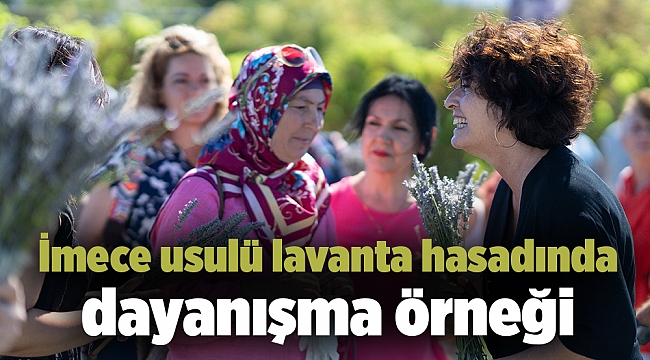 İmece usulü lavanta hasadında dayanışma örneği