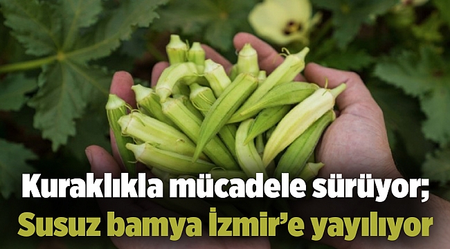 Kuraklıkla mücadele sürüyor; Susuz bamya İzmir’e yayılıyor