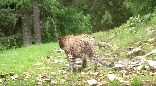 Milli Parklar, Anadolu Parsı’nı öldürmenin cezasını 1 milyon 200 bin lira olarak belirledİ