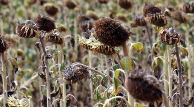 Ayçiçeğini kuraklık stresi vurdu