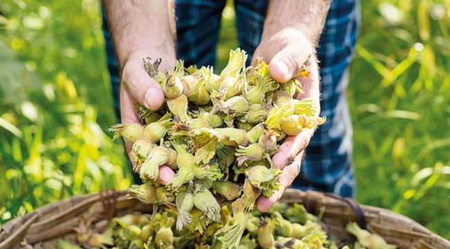 Fındıkta 100 lira beklentisi