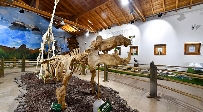 İzmir’in unutulmaz fili Pak Bahadır&#039;ın iskeleti ziyaretçileri bekliyor