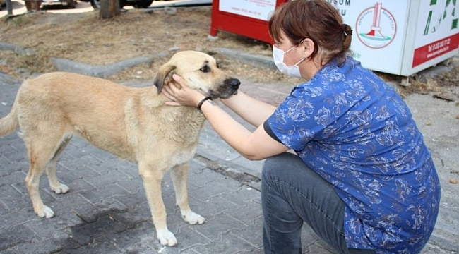 Karşıyaka Belediyesi, 8 ayda 24 bin can dosta hizmet sundu