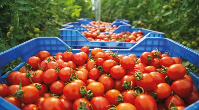 Sebze fiyatını tarım OSB’ler İle düşürme planı