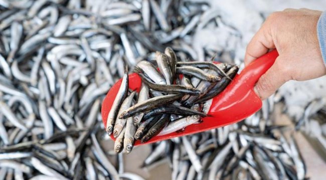 ‘Hamsi avcılığı tamamen durdurulmalı’